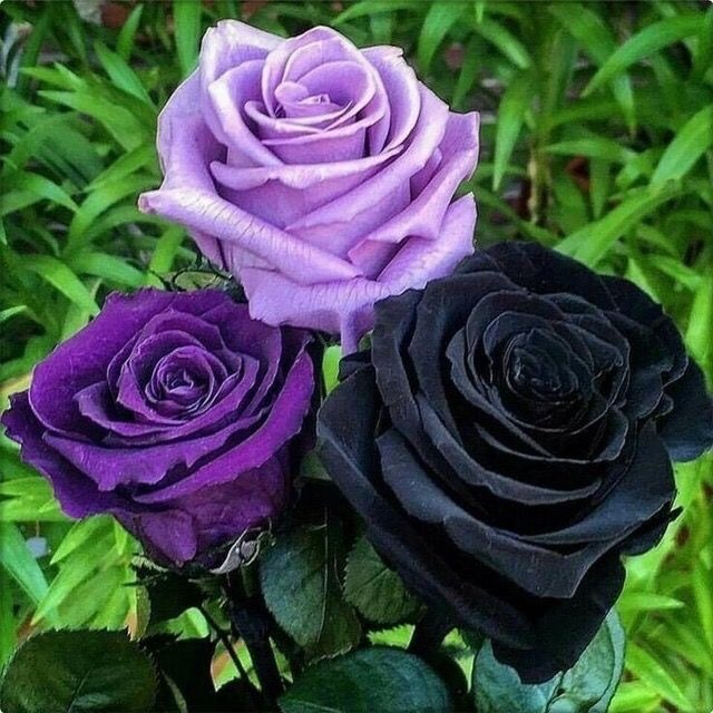 purple roses on Tumblr
