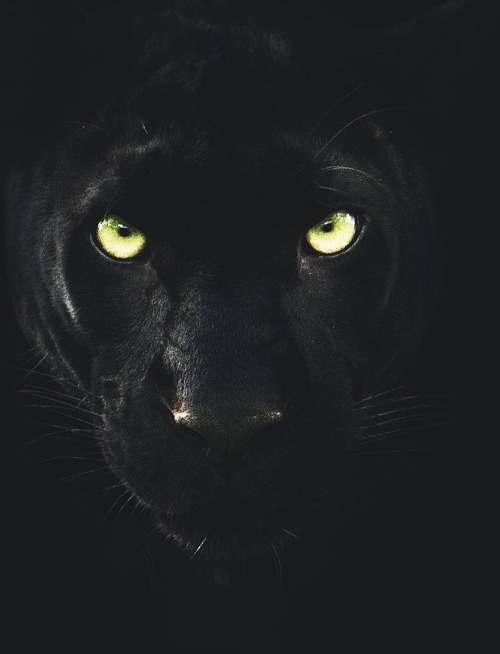  black  panther  on Tumblr 