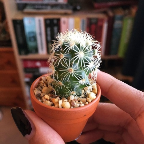 Help I bought a tiny cactus. Please don’t die. #cactus...