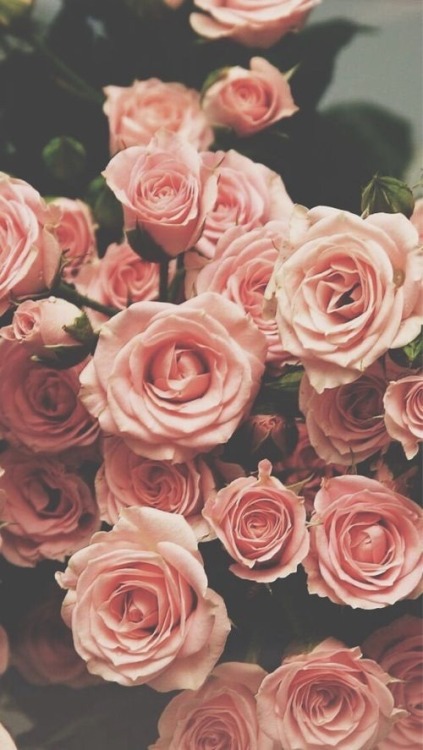 beautiful roses on Tumblr