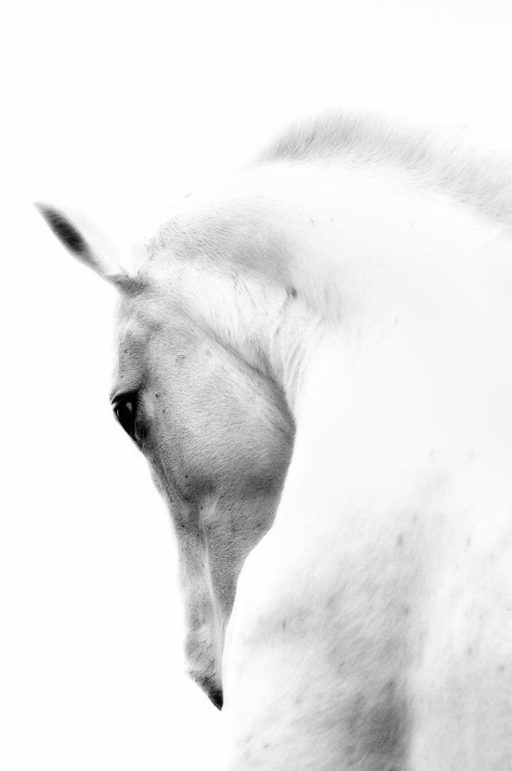 71a0313818d533ae53b88e535073d1368f818c8a.jpg