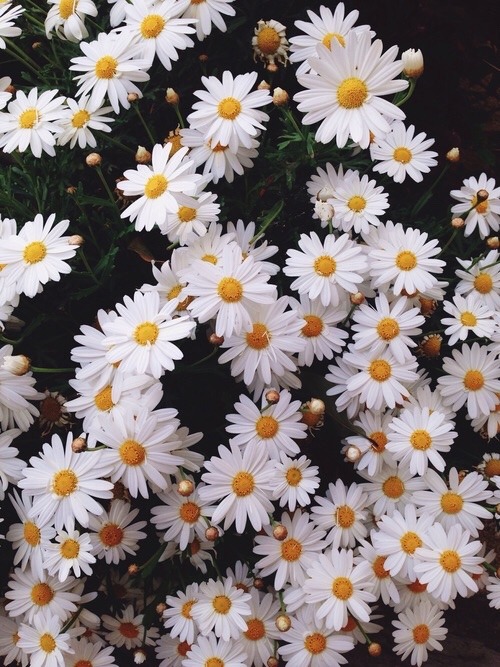 daisy flowers background | Tumblr