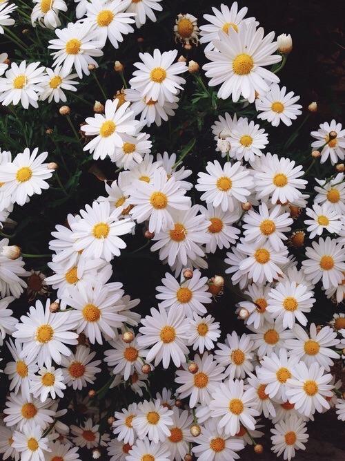 daisy flowers background Tumblr 