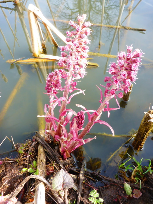 Red butterbur