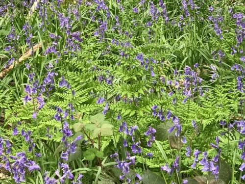 jillraggett:Plant of the DayMonday 30 April 2018The students...