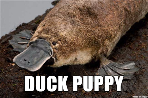 thereisthisguyiknow:True animal names