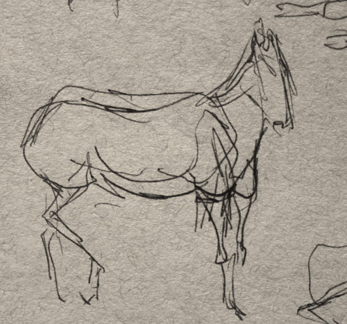 klang-art:It’s really hard drawing horses from life. They move...