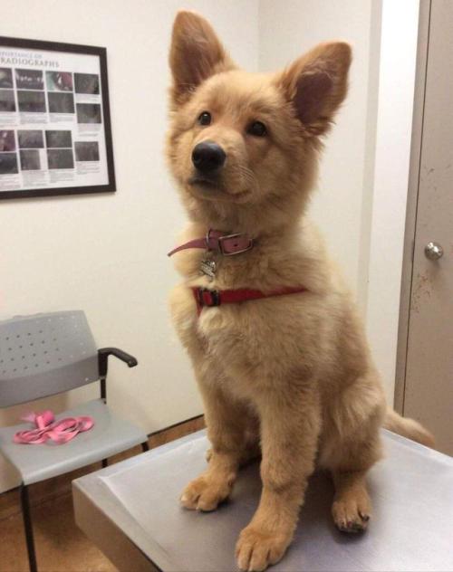 awwcutepets:Golden Retriever + German Shepherd = Cuteness...