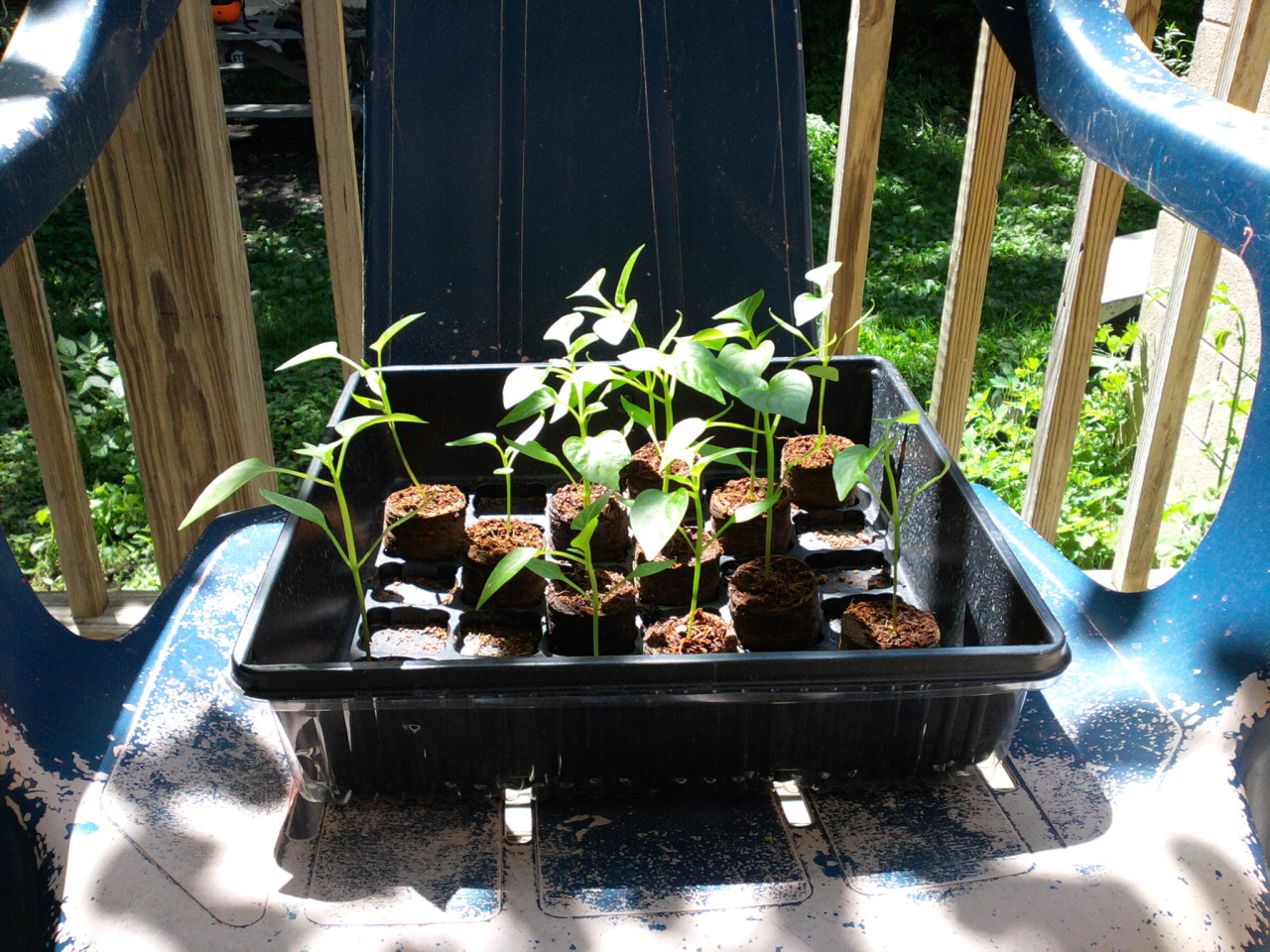 thirteen pepper sprouts outdoors resting on a plastic lawnchair, 6 June 2016
