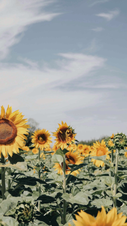 sunflowers wallpapers | Tumblr