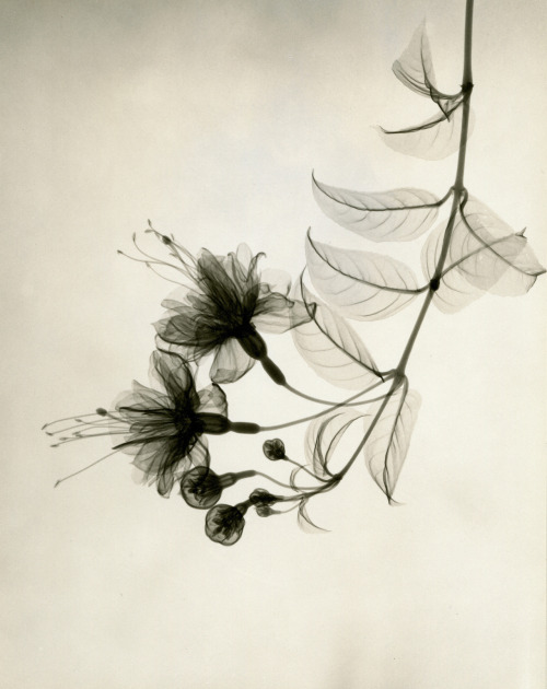 grupaok:Dr. Dain L. Tasker, Fuschia, 1938, X-ray photograph