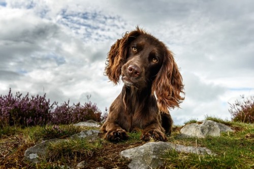 blueboyluca:The Guardian: Dog Photographer of the Year 2018 – in...