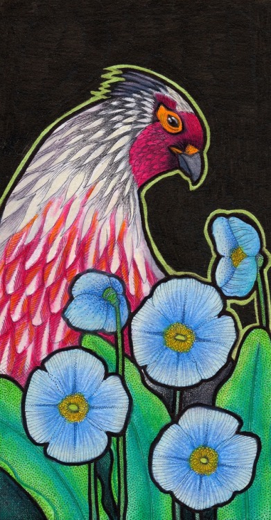 Blood Pheasant // Ithaginis cruentus and Blue poppies //...