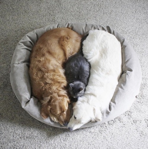 sheppardmckay:smilezone8:“Watson and Kiko, two very...