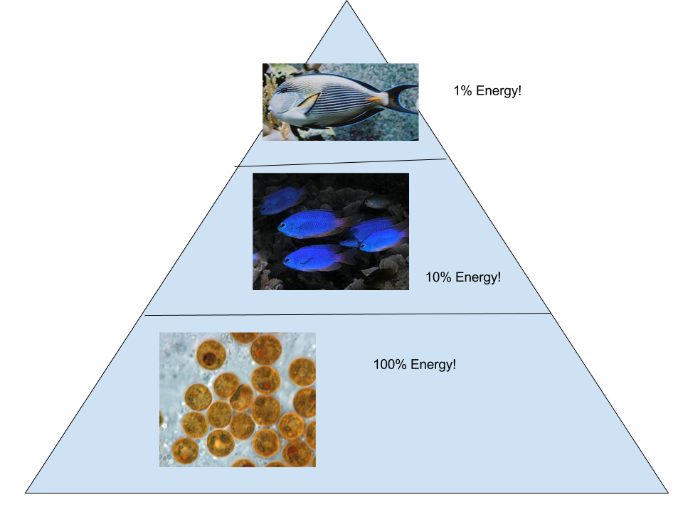 Great Barrier Reef Energy Pyramid