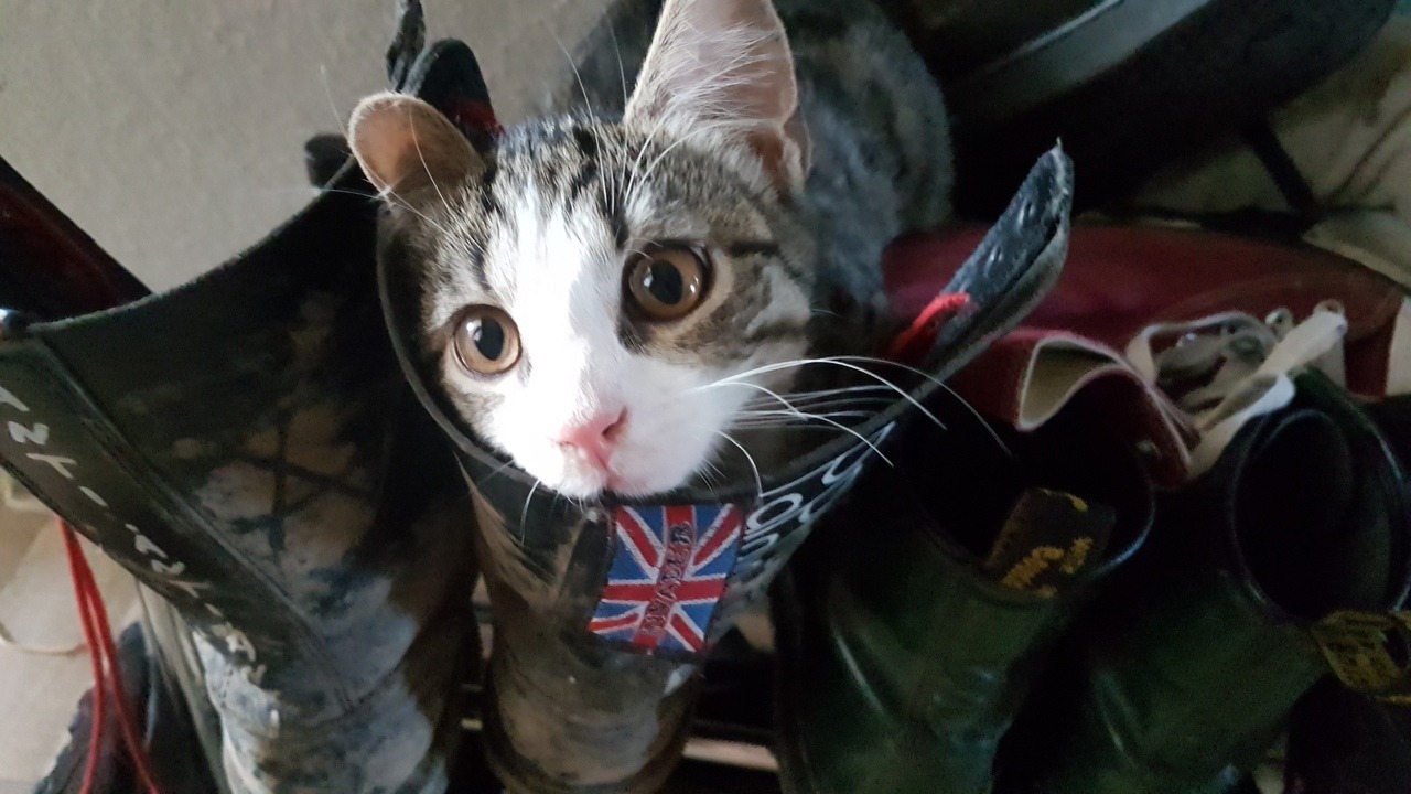 cat exigent boot