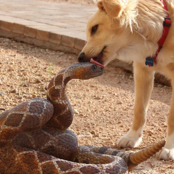 Snake taster