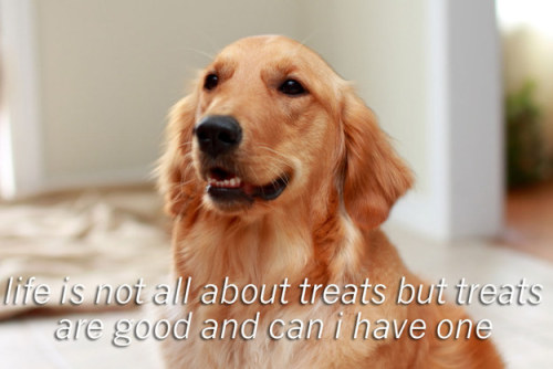 buzzfeed:13 Motivational Dog Posters That Will Really Make You...