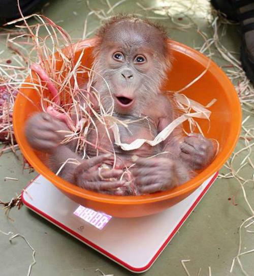 Baby Orangutan Thriving Under Keepers’ CareA baby...