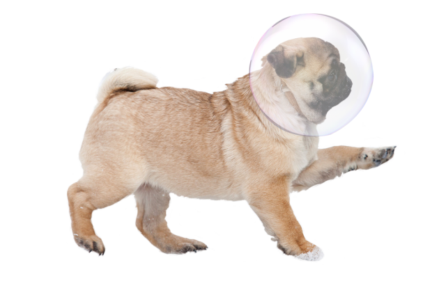 Transparent Pugs — Bubbles Bubble Pug