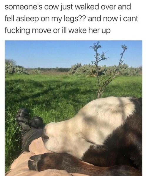 omghotmemes:A calf resting on a calf.