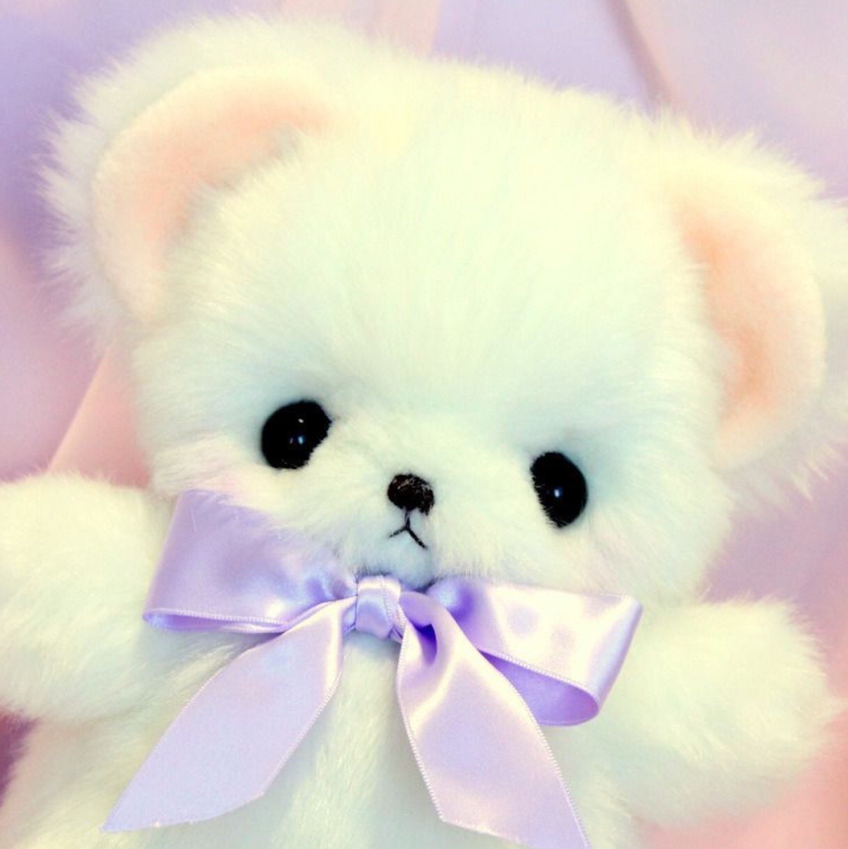 cutest teddy ever