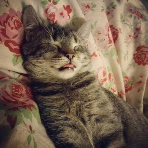 cutekittensarefun:Sleepy Alfons