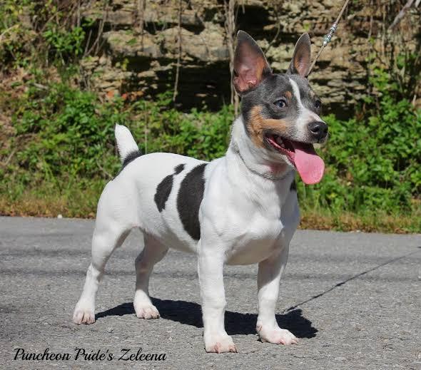 teddy roosevelt terrier