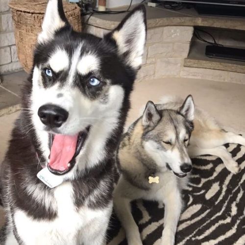 trasemc:My husky family