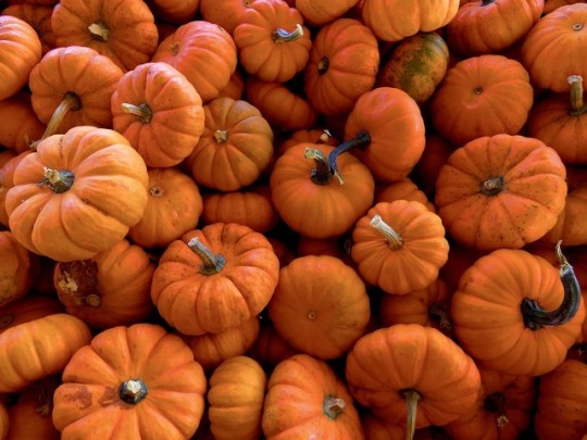 pumpkin aesthetic on Tumblr