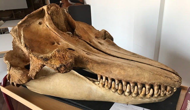 Orca skull - just another dead rat