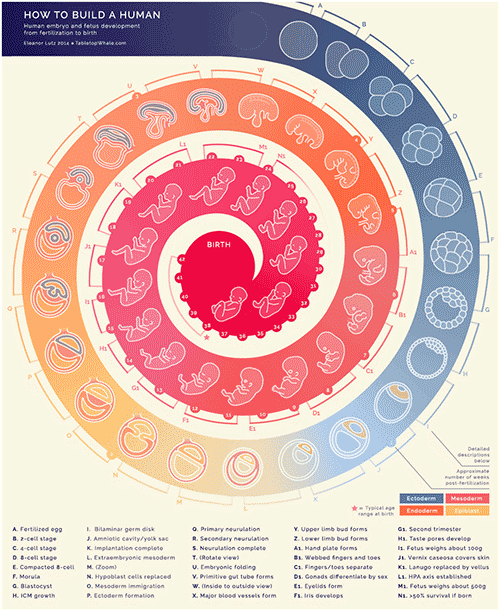 heart-histo: How to build a human… An...