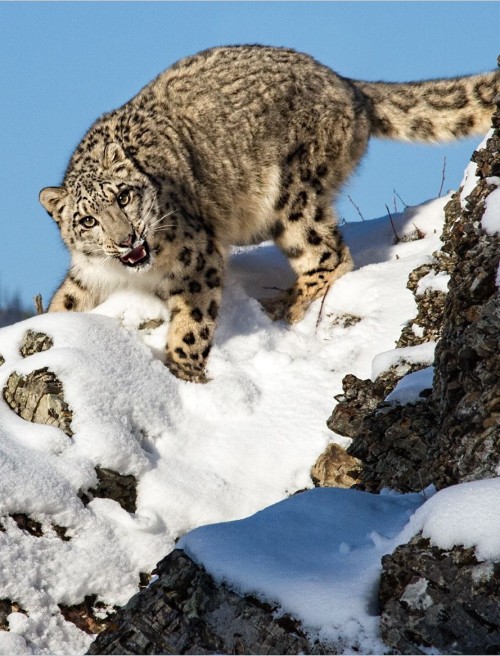 report-shows-60-of-snow-leopard-habitats-are-in-china-cgtn