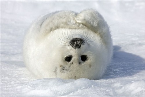 just baby harp seals