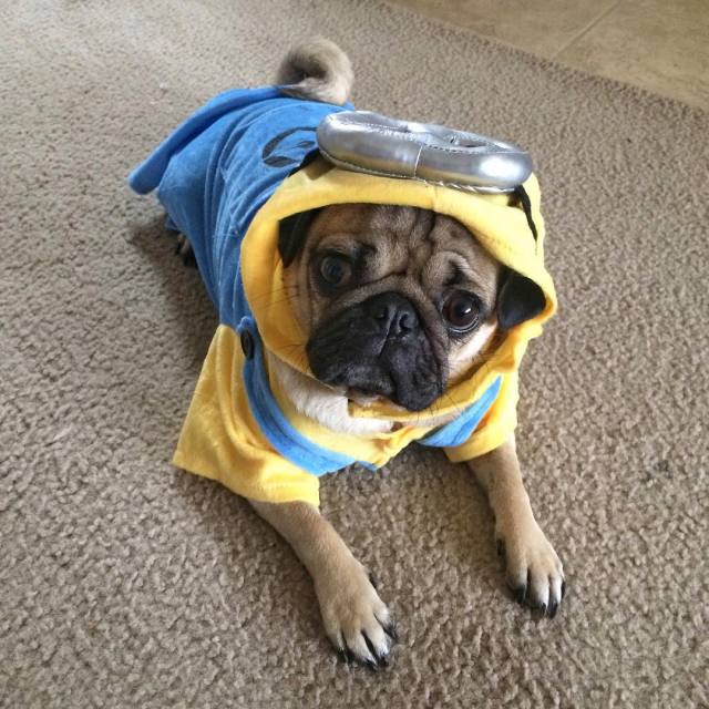 Doug the Pug — “Minions wish they were this cute” -Doug