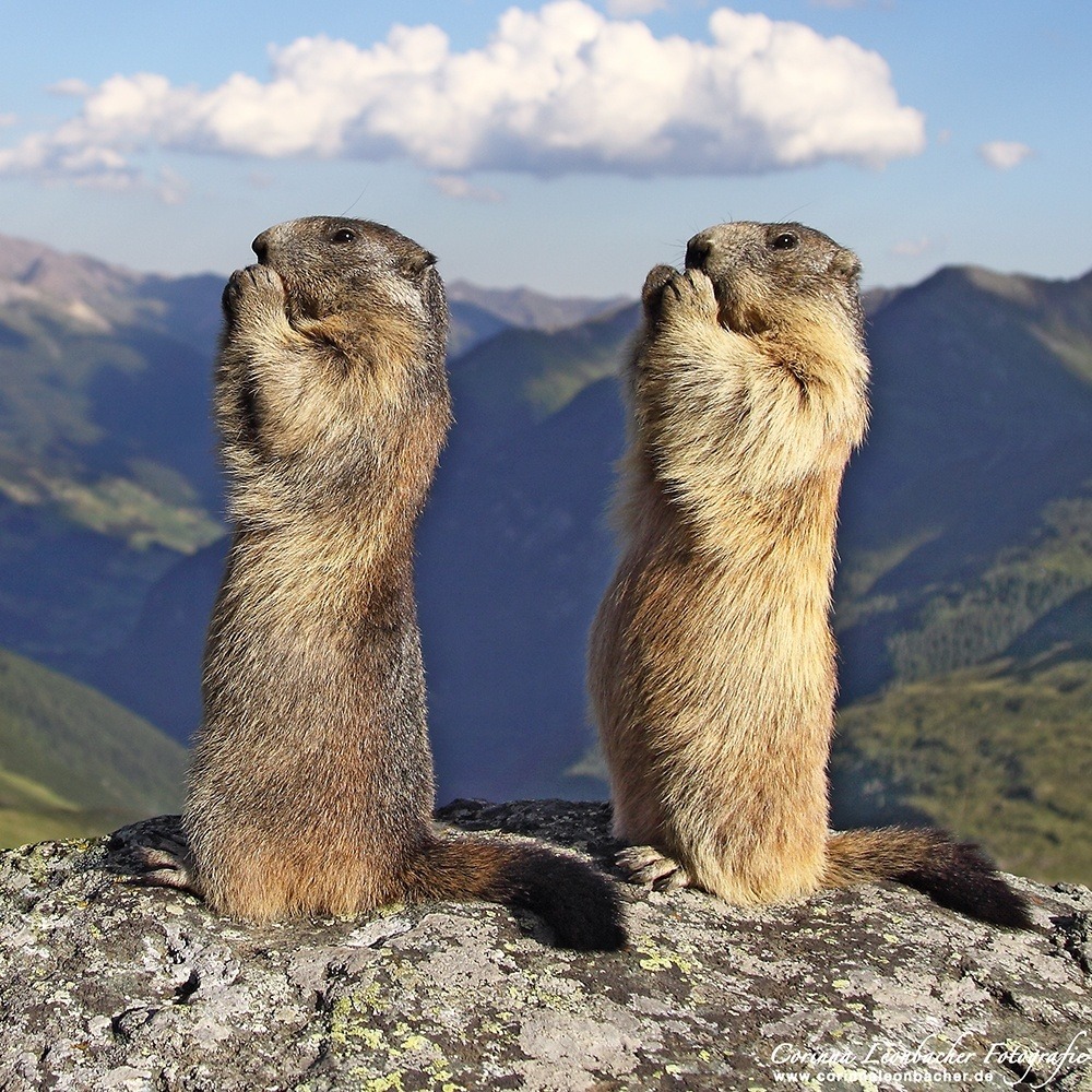 Nature and more: Alpine marmots - Marmota marmota The Alpine...