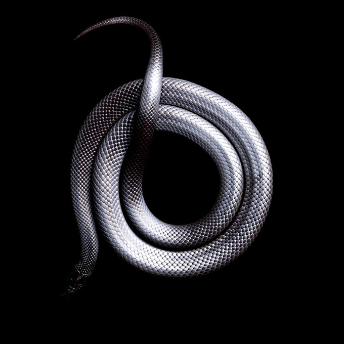 Mark Laita (American, b. 1960, Detroit, MI, USA, based Los Angeles, CA, USA) - Mexican Black King Snake Photography