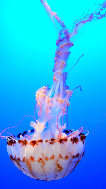 mooonjellies: wattallan594