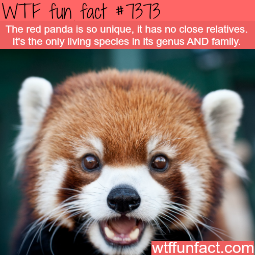 red panda - WTF fun facts