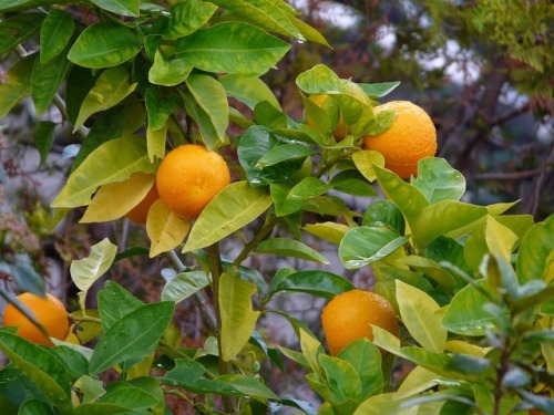 llovinghome:Orange tree