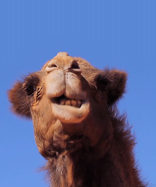 Image result for camel gif