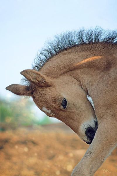 by: Olga Koshaeva Ольга Кошаева https://www.equestrian.ru/