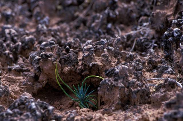 Crunchy Soil If you ever go off-trail in the iconic deserts of the American Southwest, you might notice a distinct crunch when...
