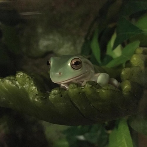 It’s time to ponder on the leaf ledge with Peridot. #frog #frogs...