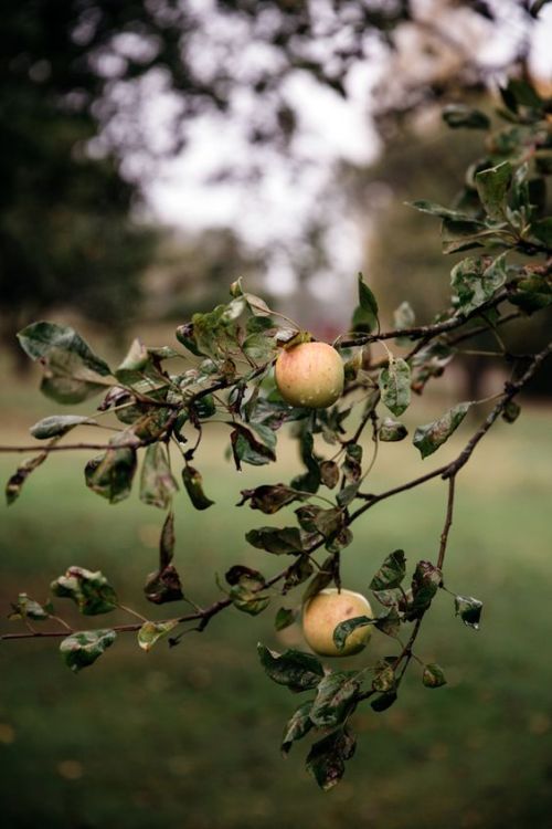 lifeasawaterelement:Autumn in Sweden | Cannelle et Vanille