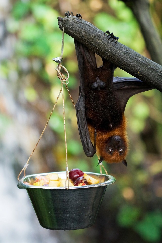 Baffling Biology — Animal of The Week Giant Golden