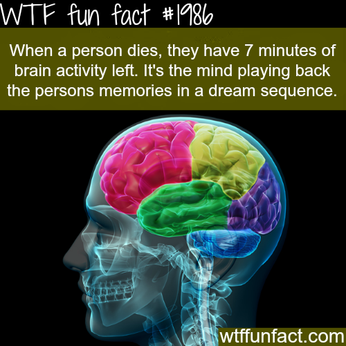 what-happens-to-your-brain-when-you-die-wtf-fun