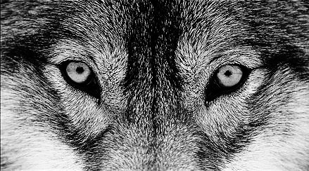 Wolf Eyes Tumblr