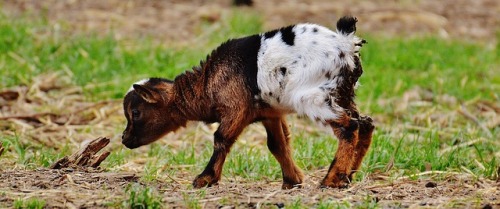 Sweet photo of a goat to make your day a little brighter.Found...