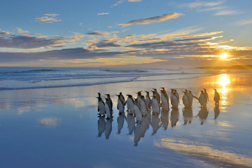 s-m0key:Volunteers in Falkland Islands.| By - Elmar Weiss